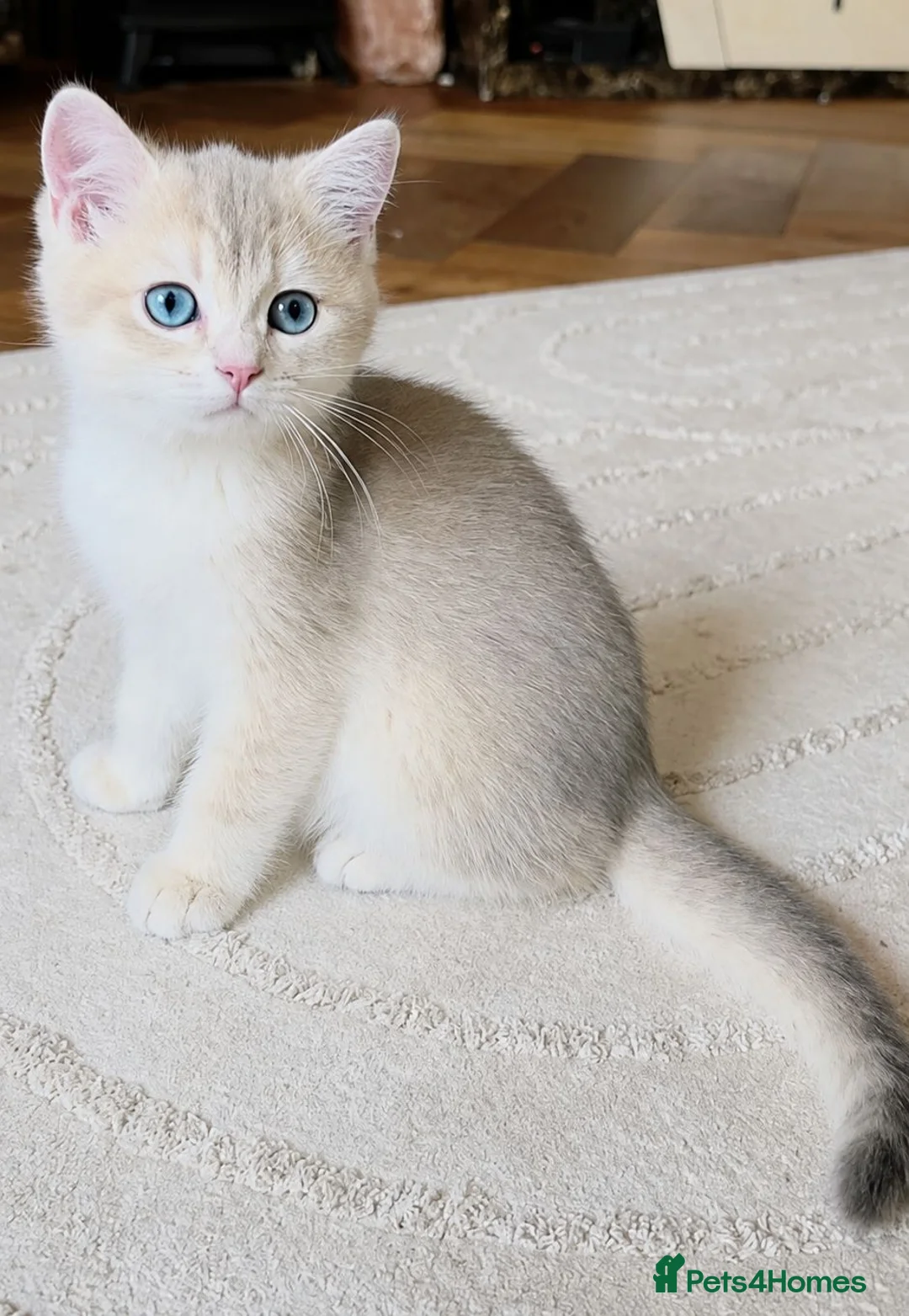 British Shorthair cats for sale: Exceptional GCCF Golden British Shorthair Kittens - Advert 1