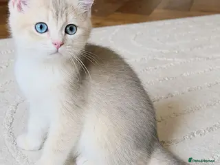 British Shorthair cats Exceptional GCCF Golden British Shorthair Kittens - Advert 10