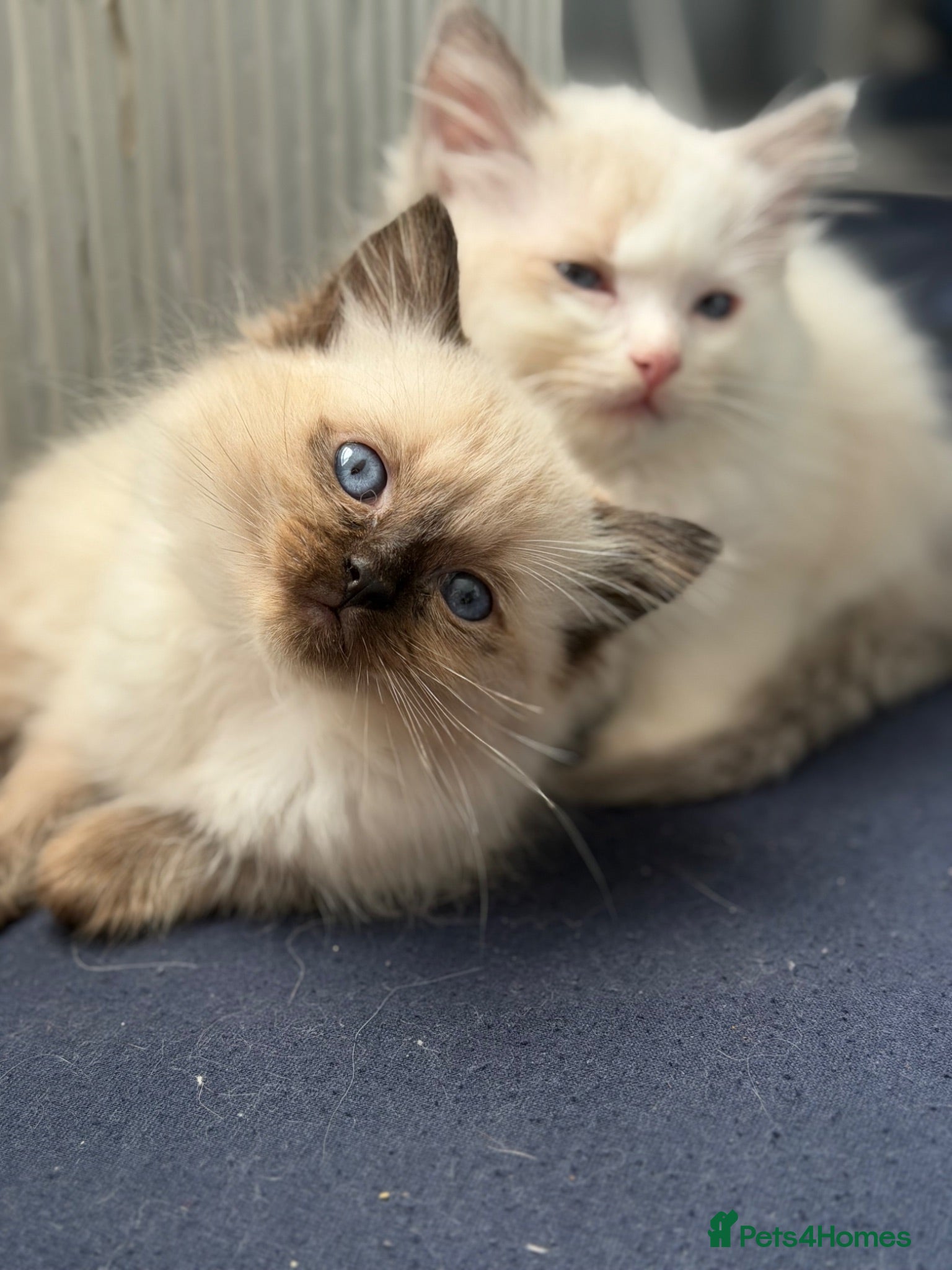 Ragdoll cats Ragdolls for sell - Advert 2