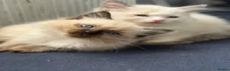 Ragdoll cats for sale: Ragdolls for sell in Scunthorpe - Advert 1
