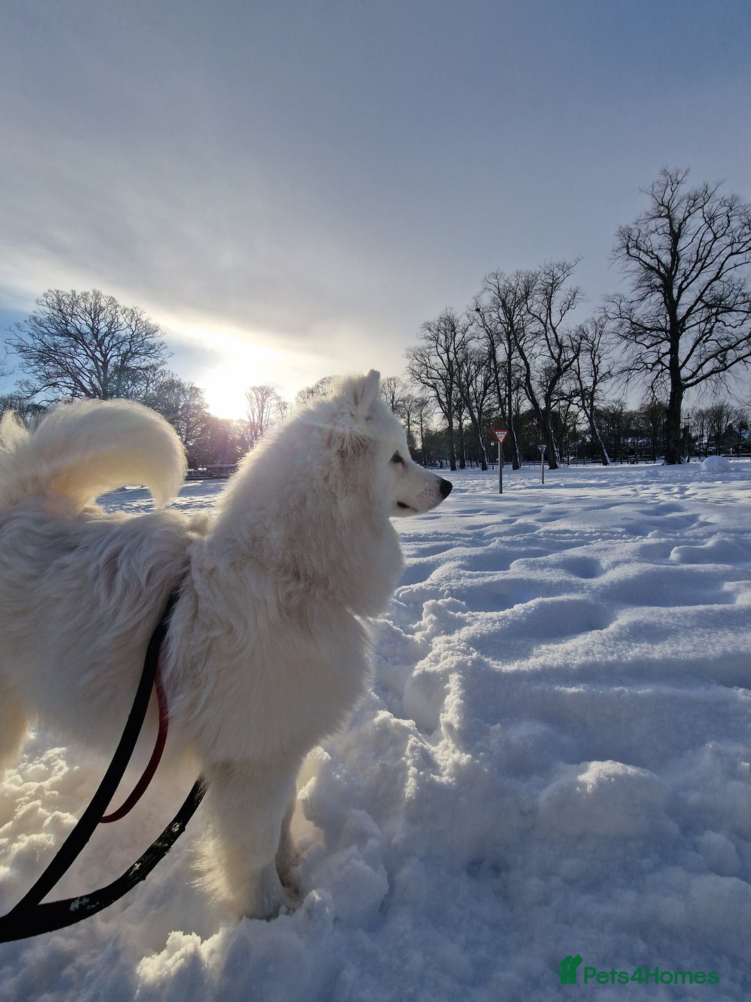 Samoyed dogs for sale: 7 month old Samoyed - Advert 8