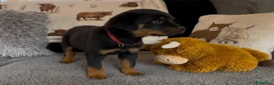 Rottweiler 5