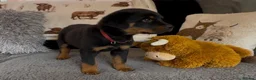 Rottweiler dogs for sale: Rottweiler Pups ready to leave  - Advert 24