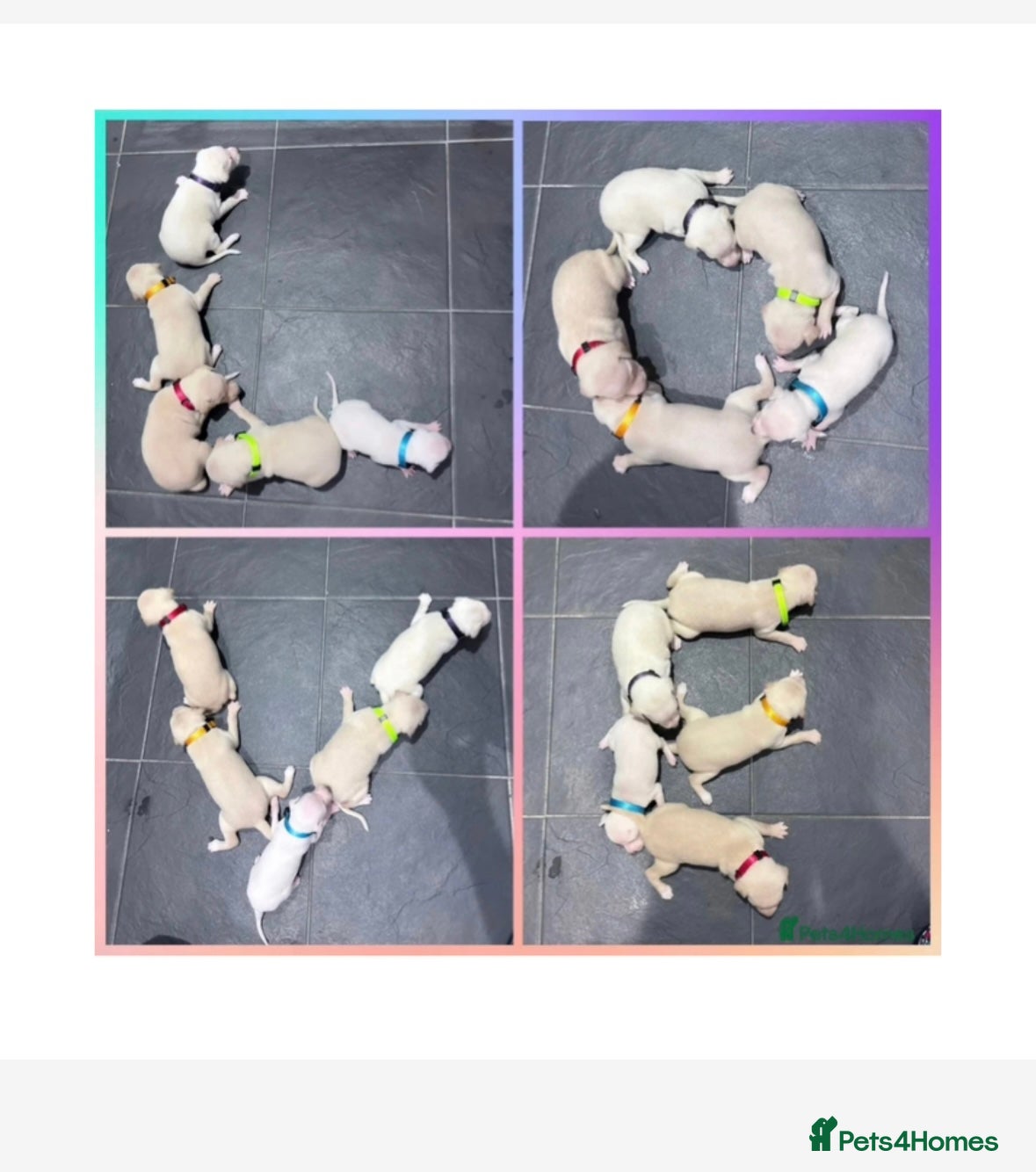 Italian Greyhound dogs Exceptionally Well-Bred Italian Greyhound Puppies - Advert 1