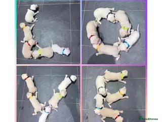 Italian Greyhound dogs Exceptionally Well-Bred Italian Greyhound Puppies - Advert 1