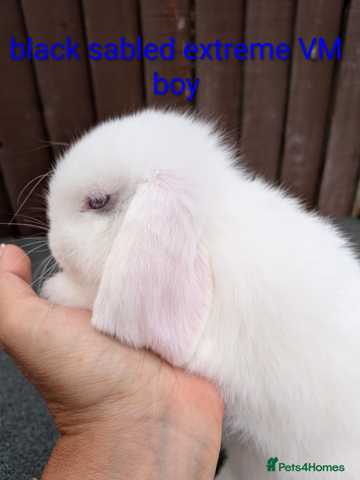 Mini Lop rabbits Purebred Minilops available to Reserve - Advert 1