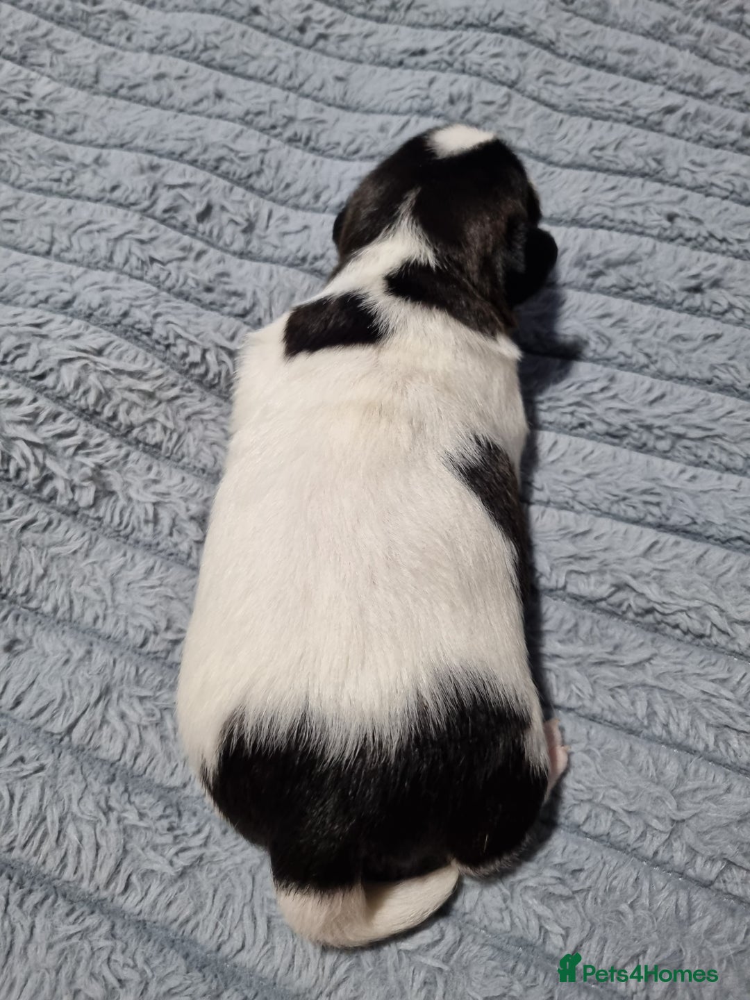 Jack Russell dogs for sale: Jack Russell X Shih Tzu Puppies - Advert 20