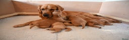 Golden Retriever dogs for sale: Golden Retriever pups for sale - Advert 10