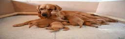 Golden Retriever dogs for sale: Golden Retriever pups for sale - Advert 11