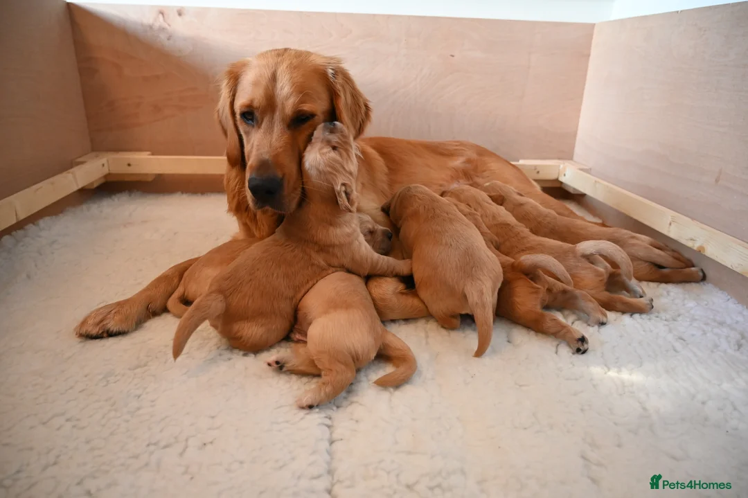 Golden Retriever dogs for sale: Golden Retriever pups for sale - Advert 11