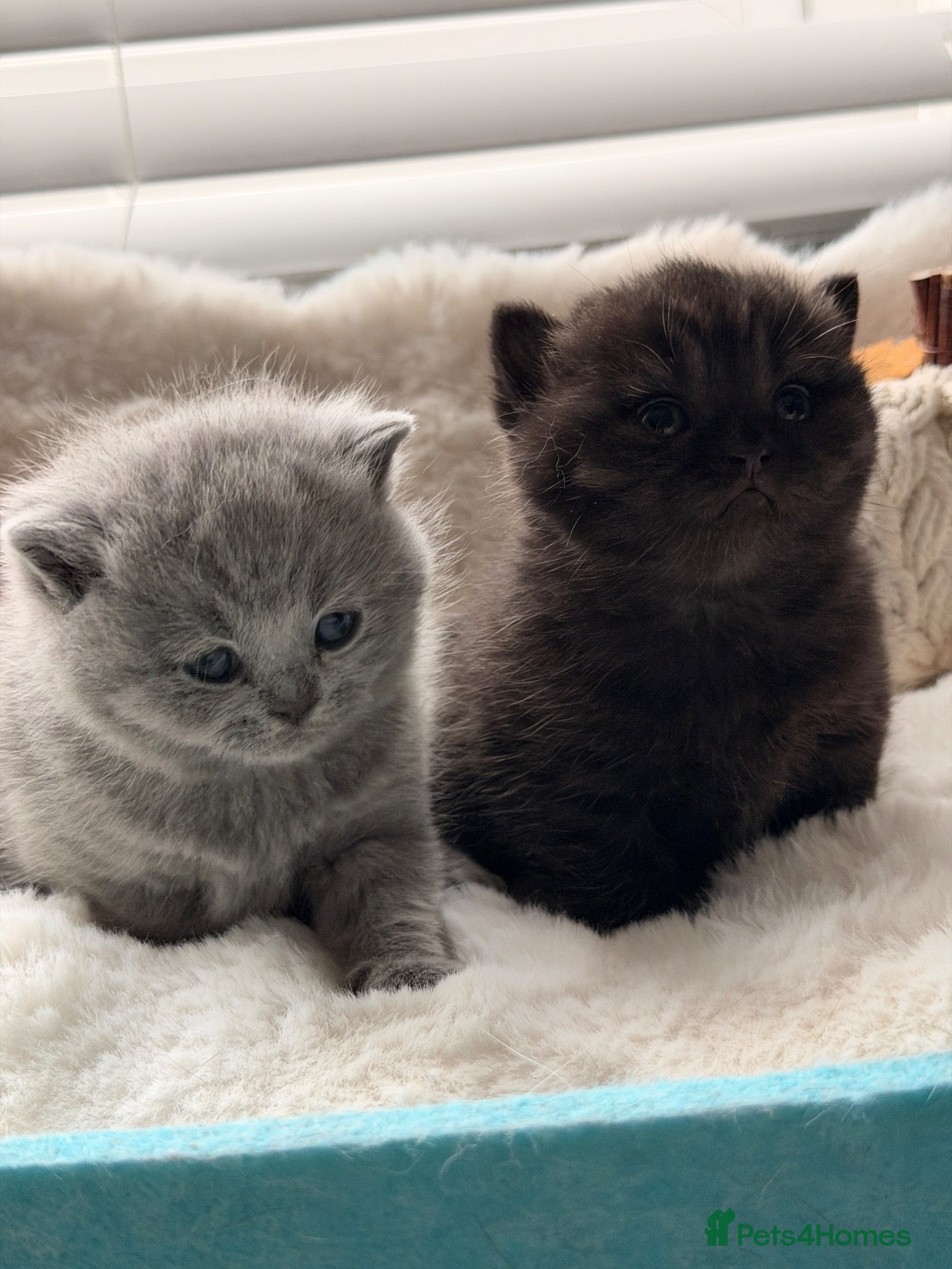 British Shorthair cats 🏆Champions line🏆BSH Kittens Tica reg  - Advert 1