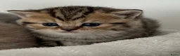 British Shorthair cats for sale: british shorthair kittens  - Advert 27