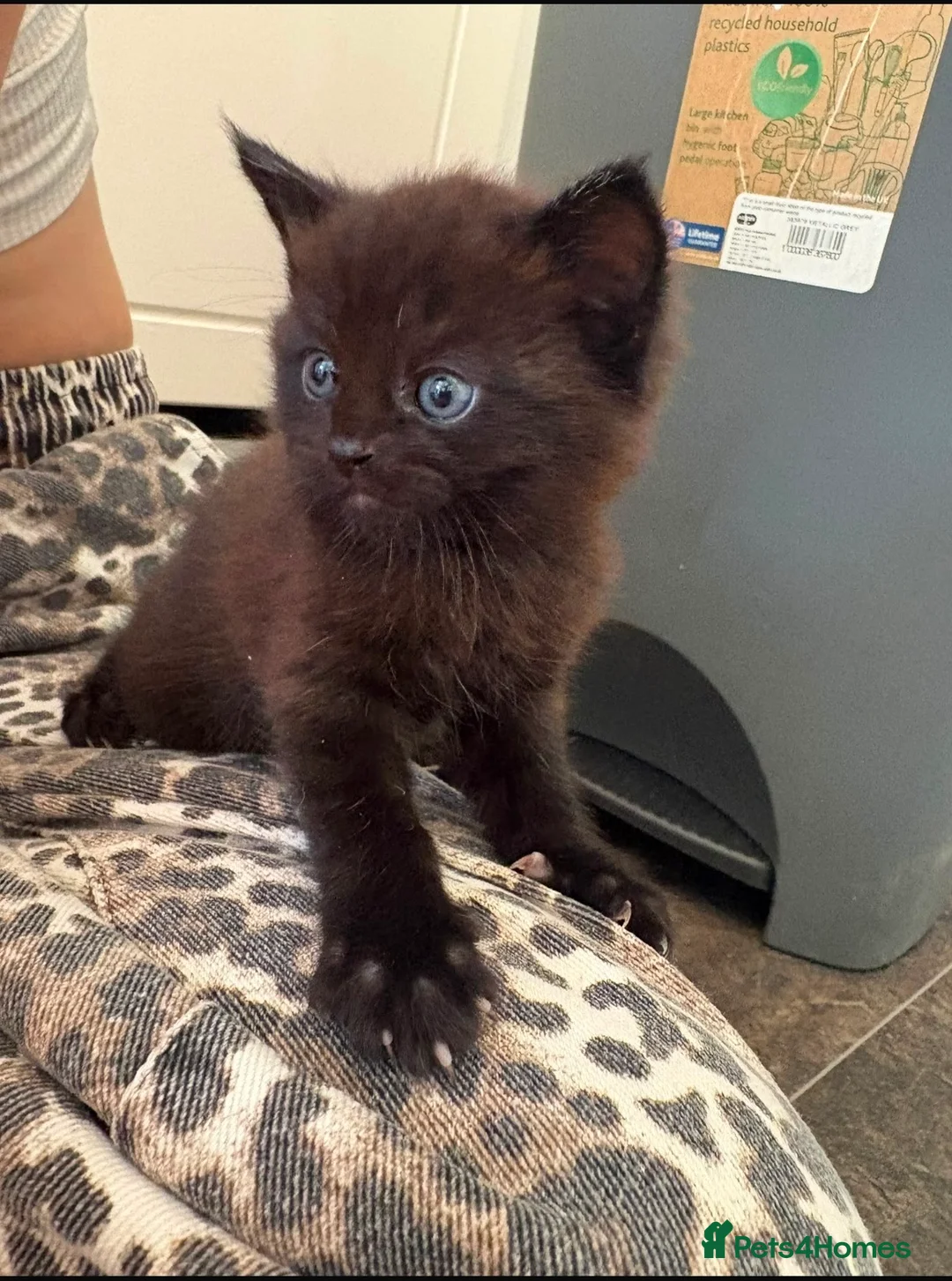 Mixed Breed cats for sale: Exotic kittens  in Portsmouth - Advert 14