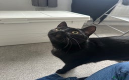 Domestic Shorthair cats for sale:  to a good home - 2 sisters  - Image 1