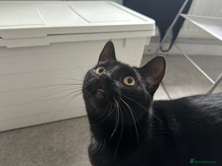 Domestic Shorthair cats - Advert 39