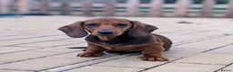 Dachshund dogs for sale: Champion Bloodline Standard Dachshund - Advert 5