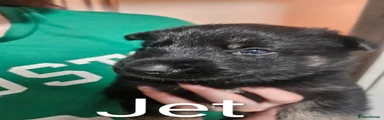 Shepsky 1