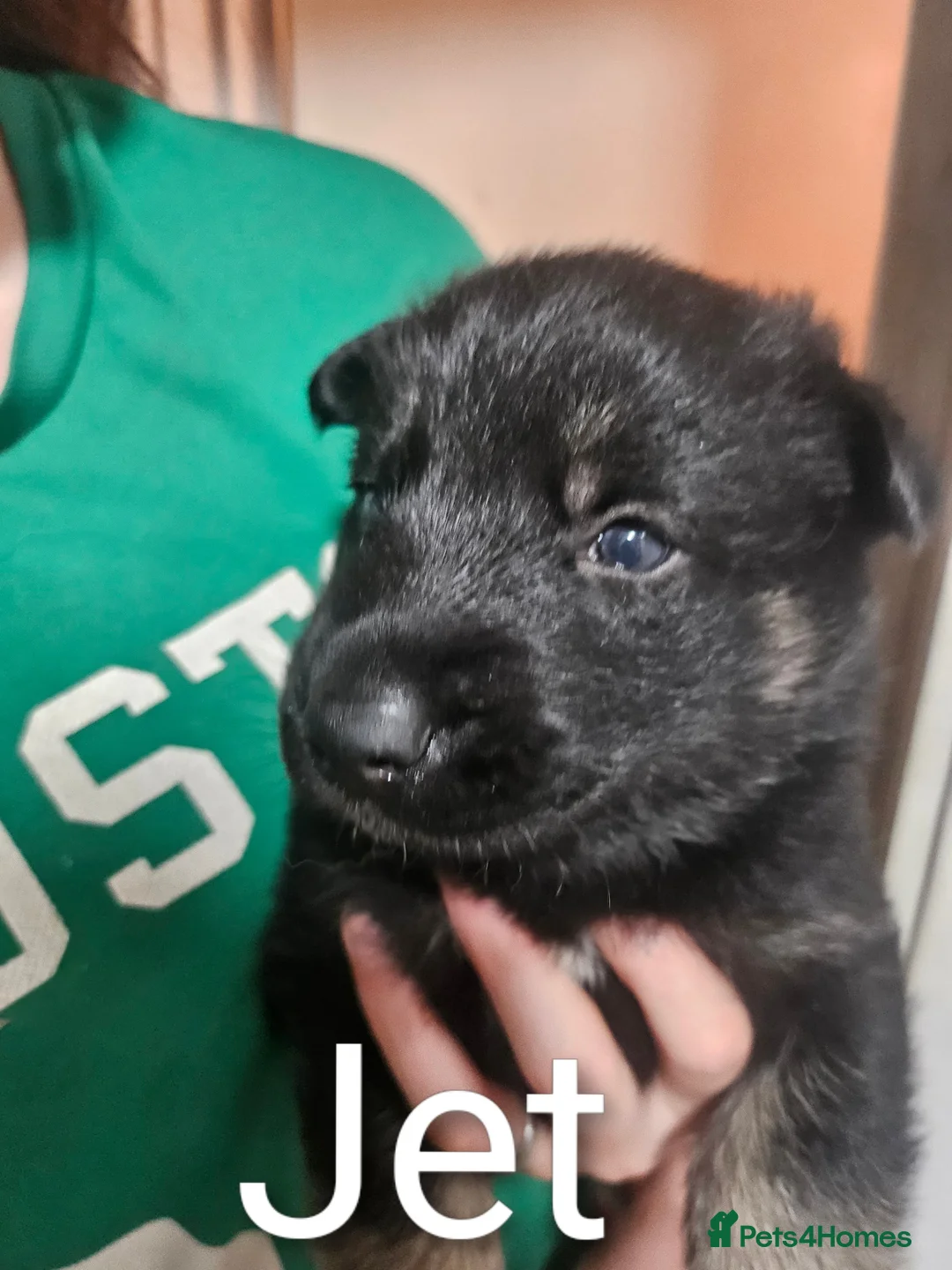 Shepsky dogs for sale: 6 Beautiful Shepsky puppies in Derby - Advert 7
