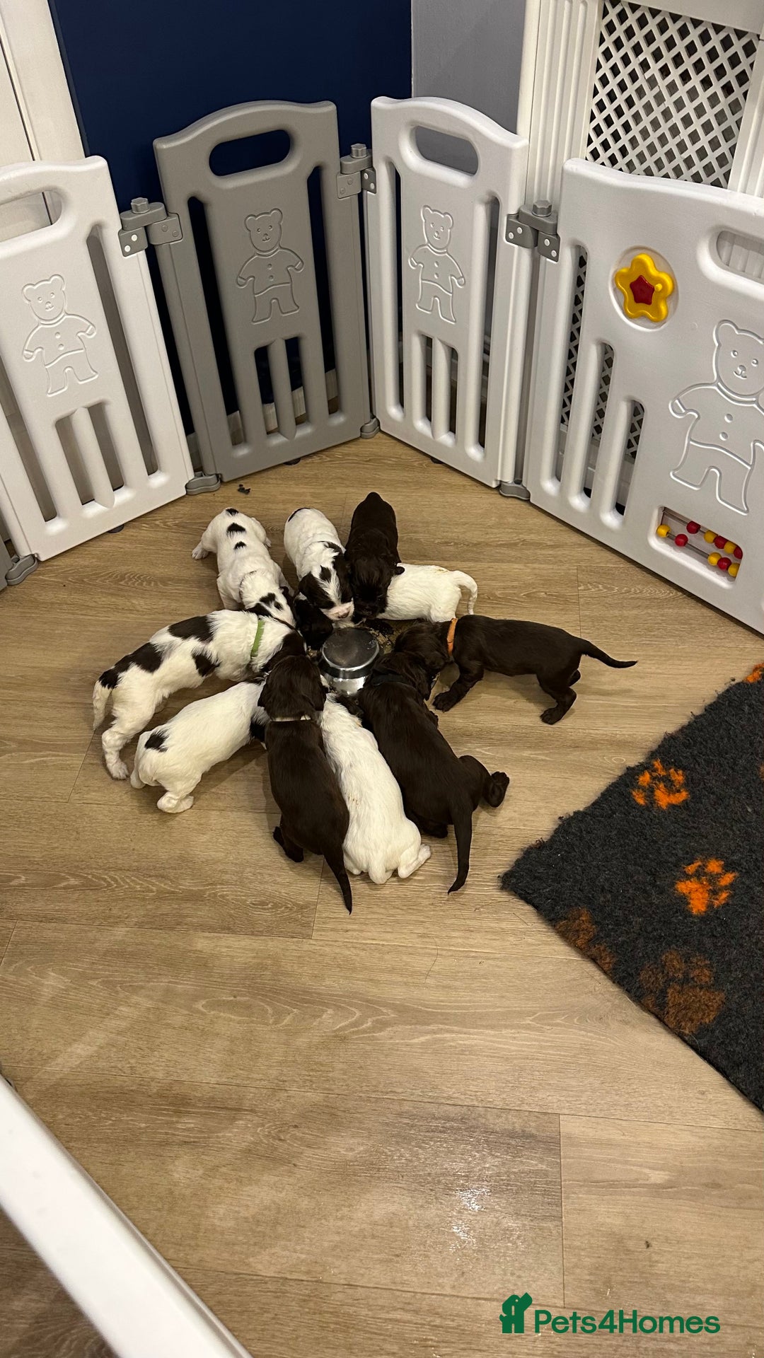 Sprocker dogs for sale: Sprocker Puppies - Advert 10