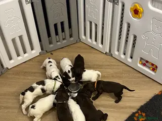 Sprocker dogs Sprocker’s only two left - Advert 8