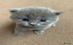 British Shorthair cats for sale: Gorgeous Short-hair British Blue - Image 4