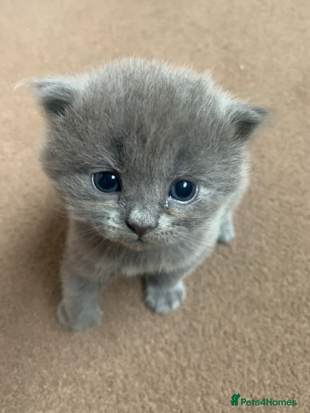 British Shorthair cats for sale: Gorgeous Short-hair British Blue - Image 4