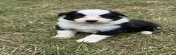 Border Collie dogs for sale: KC Registered Border Collie Puppies For Sale - Advert 4