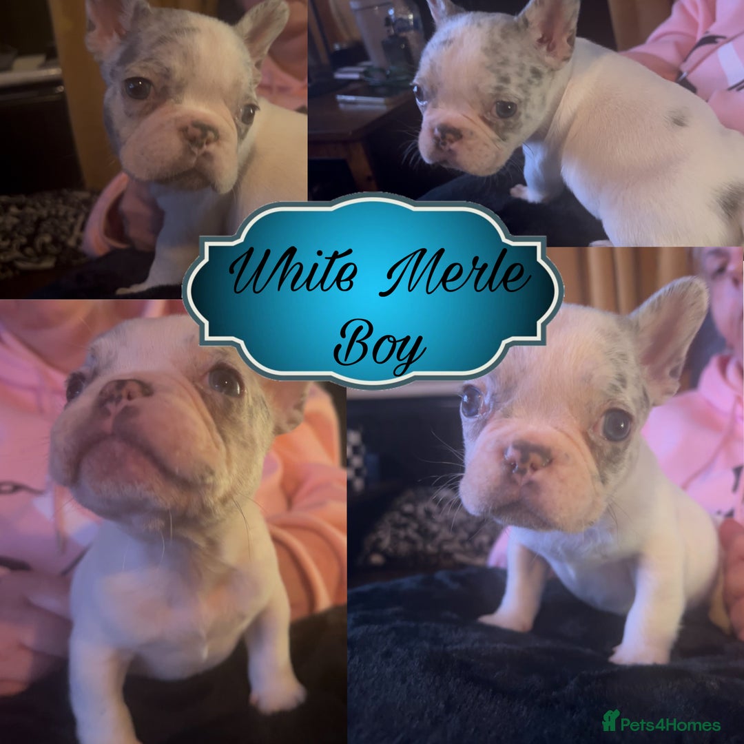 Mixed Breed dogs for sale: Frenchie x Boston Terrier Puppies🩶💙 - Image 7