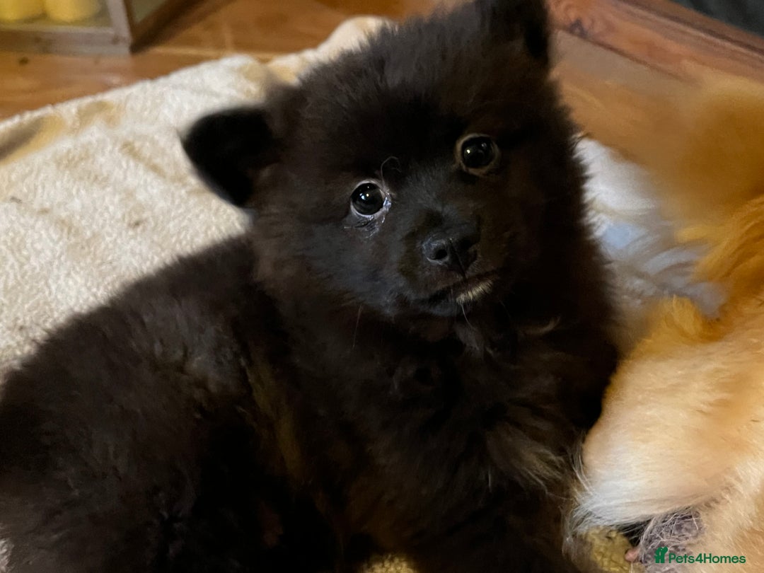 Pomchi dogs for sale: 1 Male Pomchi puppy - Advert 7