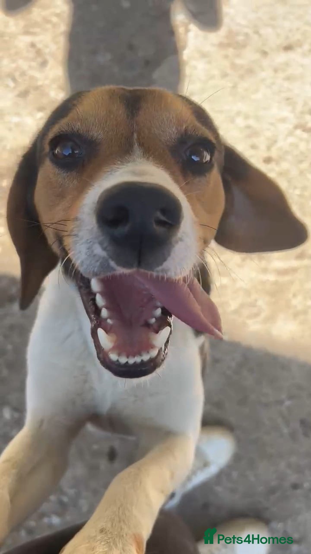 Beagle dogs for adoption: Cooper is in Hampshire & waiting for his family  - Advert 12