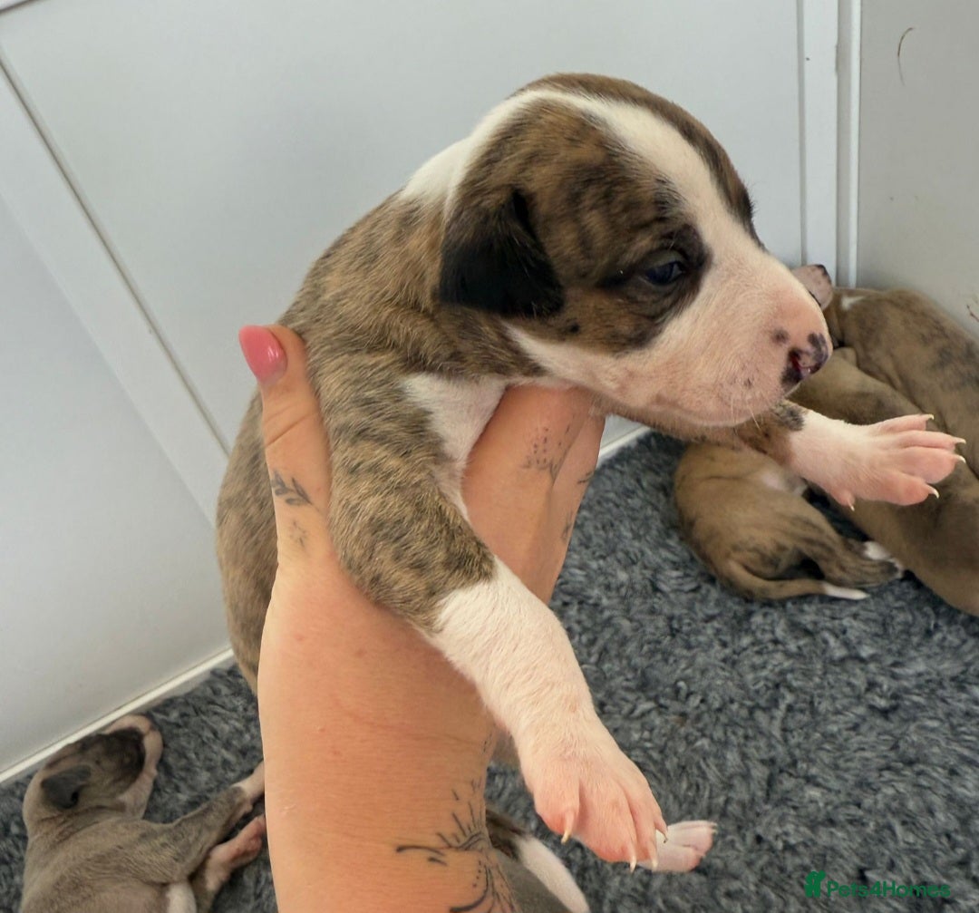 Whippet dogs for sale: Kennel club 6m old female whippet,HALO - Advert 13