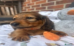 Miniature Dachshund dogs for sale: Amazing Champ Bloodlines Mini Dachshunds ✨ - Image 30