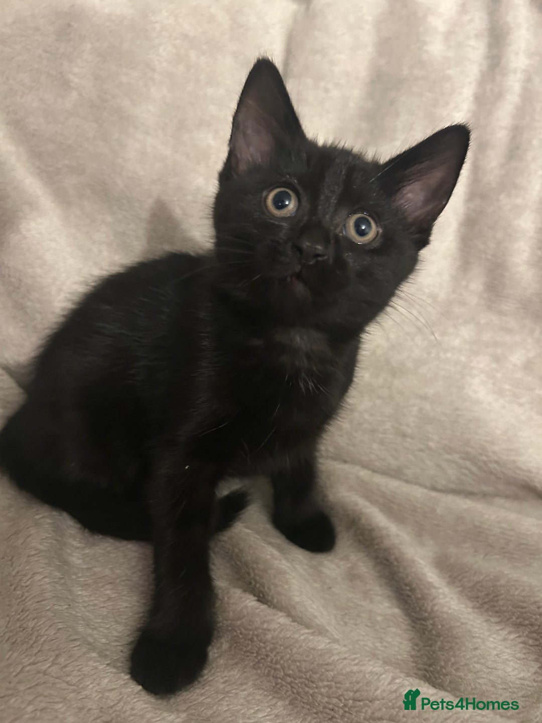 Mixed Breed cats for sale: Beautiful kittens ❤️ - Advert 4