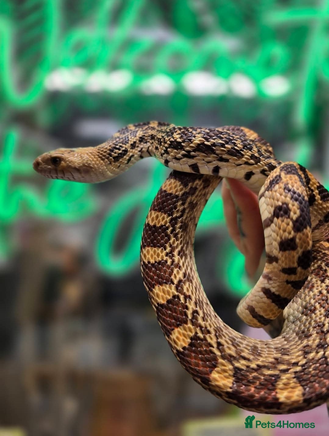 Snake reptiles Pair of bull snakes 1 male 1 female  - Advert 1