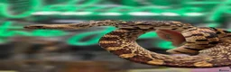 Snake reptiles for sale: Pair of bull snakes 1 male 1 female  - Advert 1