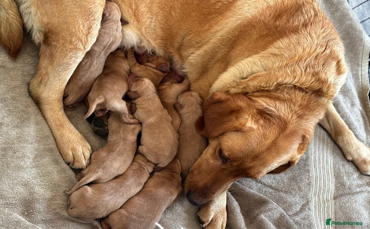 Labrador Retriever dogs - Advert 3