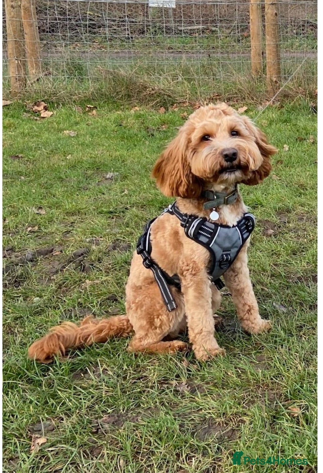 Cockapoo dogs for sale: stunning cockapoos for sale - Image 20