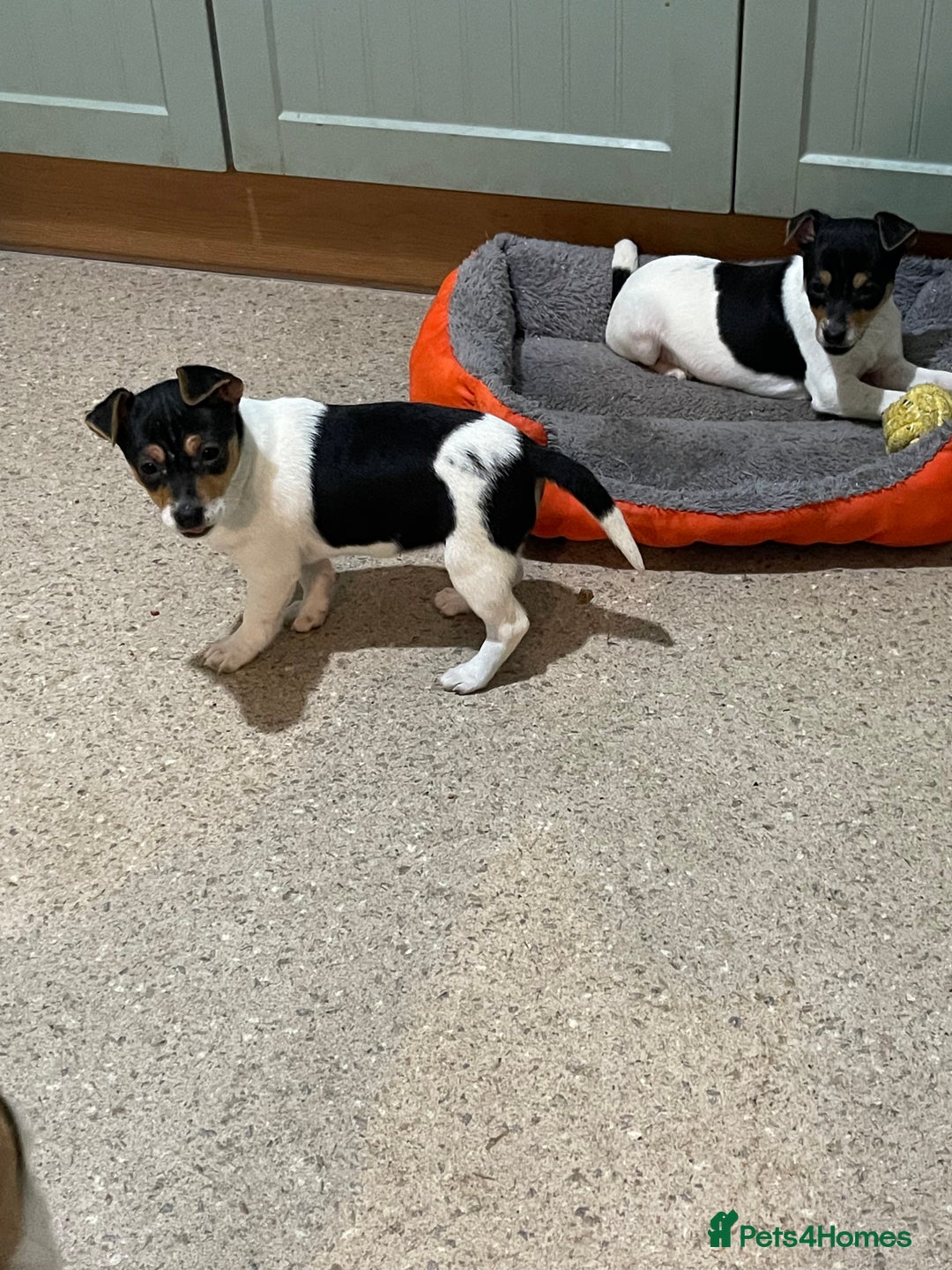 Jack Russell dogs for sale: Tri-coloured Jack Russell pups for sale  - Advert 1