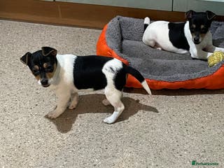 Jack Russell dogs Tri-coloured Jack Russell pups for sale - Advert 1