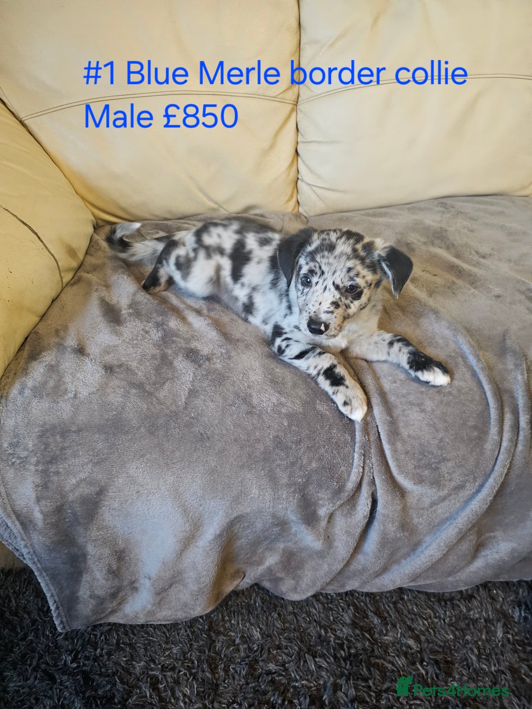 Border Collie dogs for sale: Blue merle&black&white puppies for sale  - Advert 13