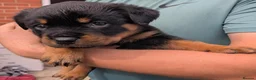 Rottweiler dogs for sale: Territory-Smart Tails & Watchful Souls-Rottweilers in Northampton - Advert 14