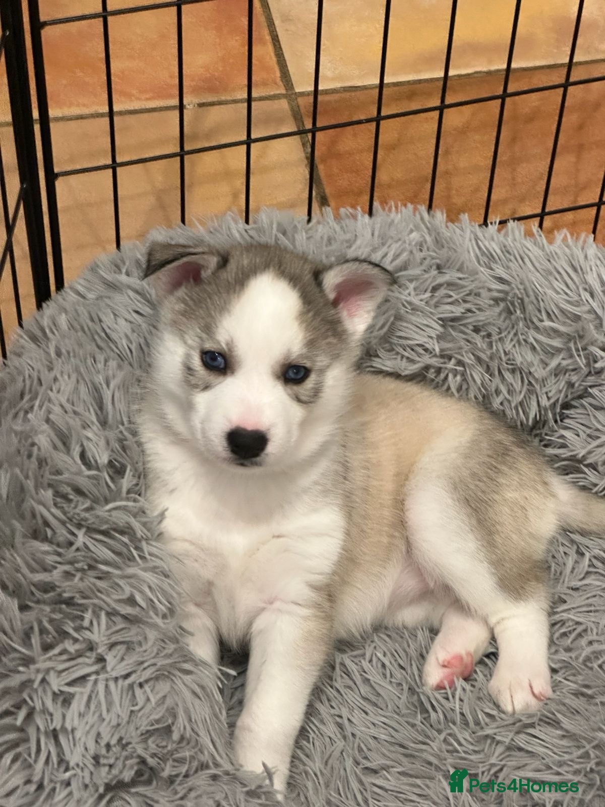 Siberian Husky dogs Beautiful Husky Puppies - Advert 14