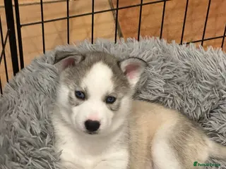 Siberian Husky dogs Beautiful Husky Puppies - Advert 4
