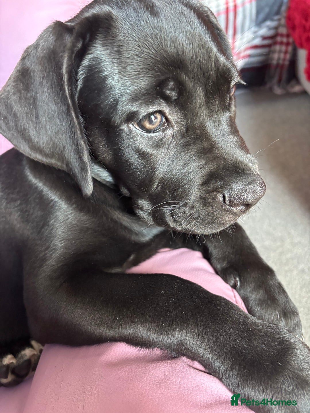 Cane Corso dogs for sale: Cane Corso puppy called “Baby” - Image 5