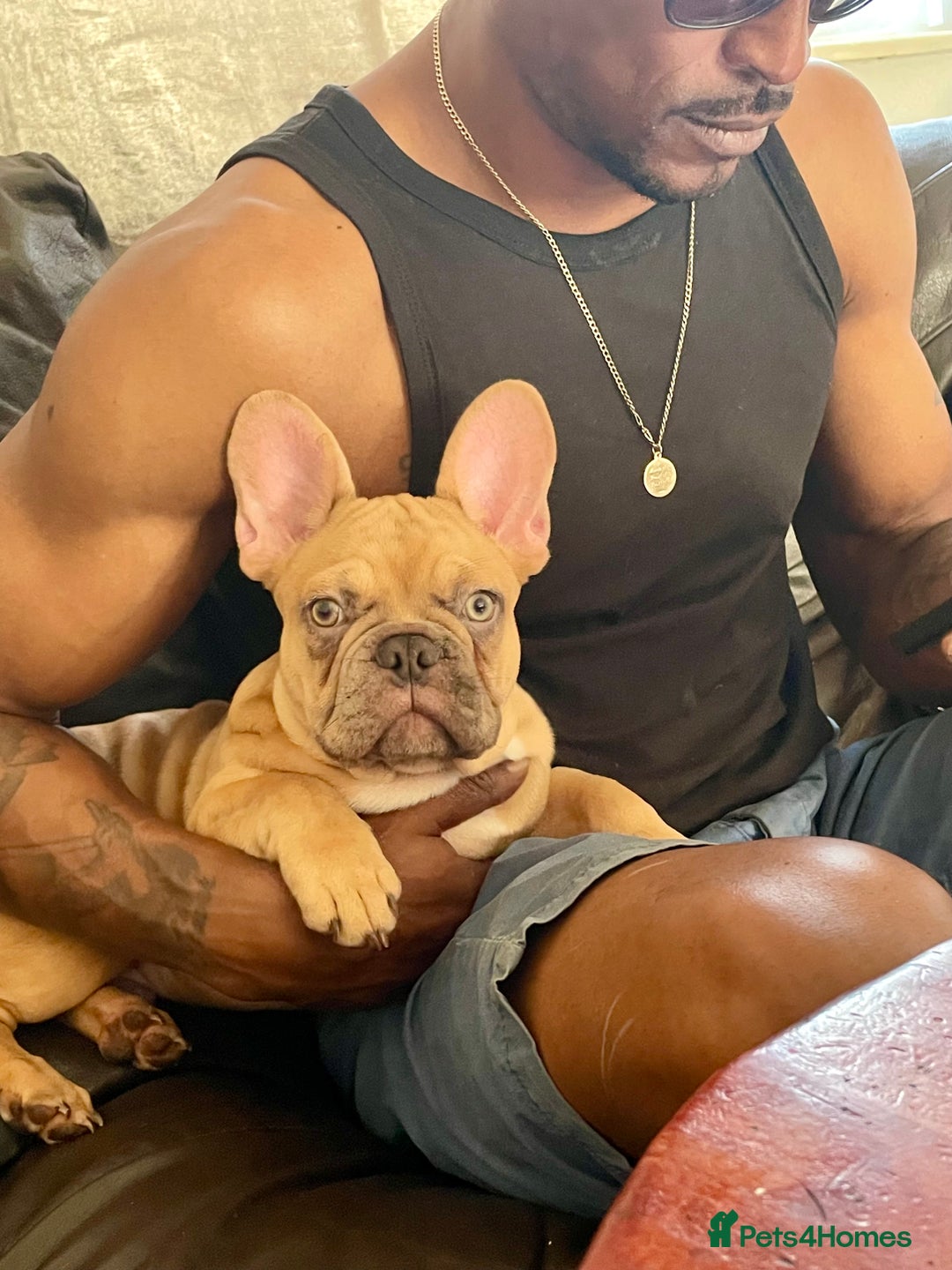 French Bulldog dogs for sale: Milo, Lovable boy Frenchie, amazing price 💫 - Image 9
