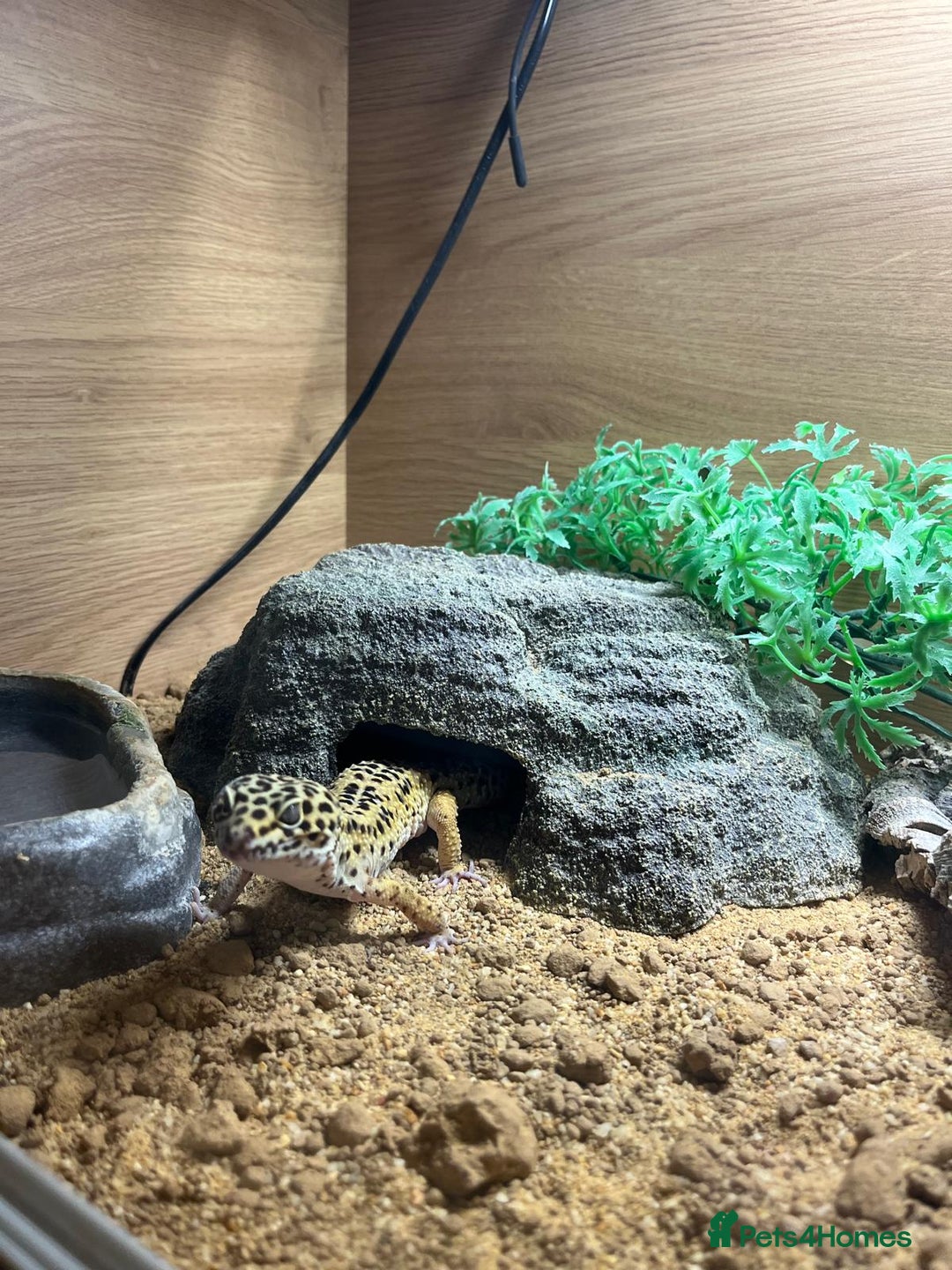 Gecko reptiles for sale: Leopard Gecko  - Advert 5