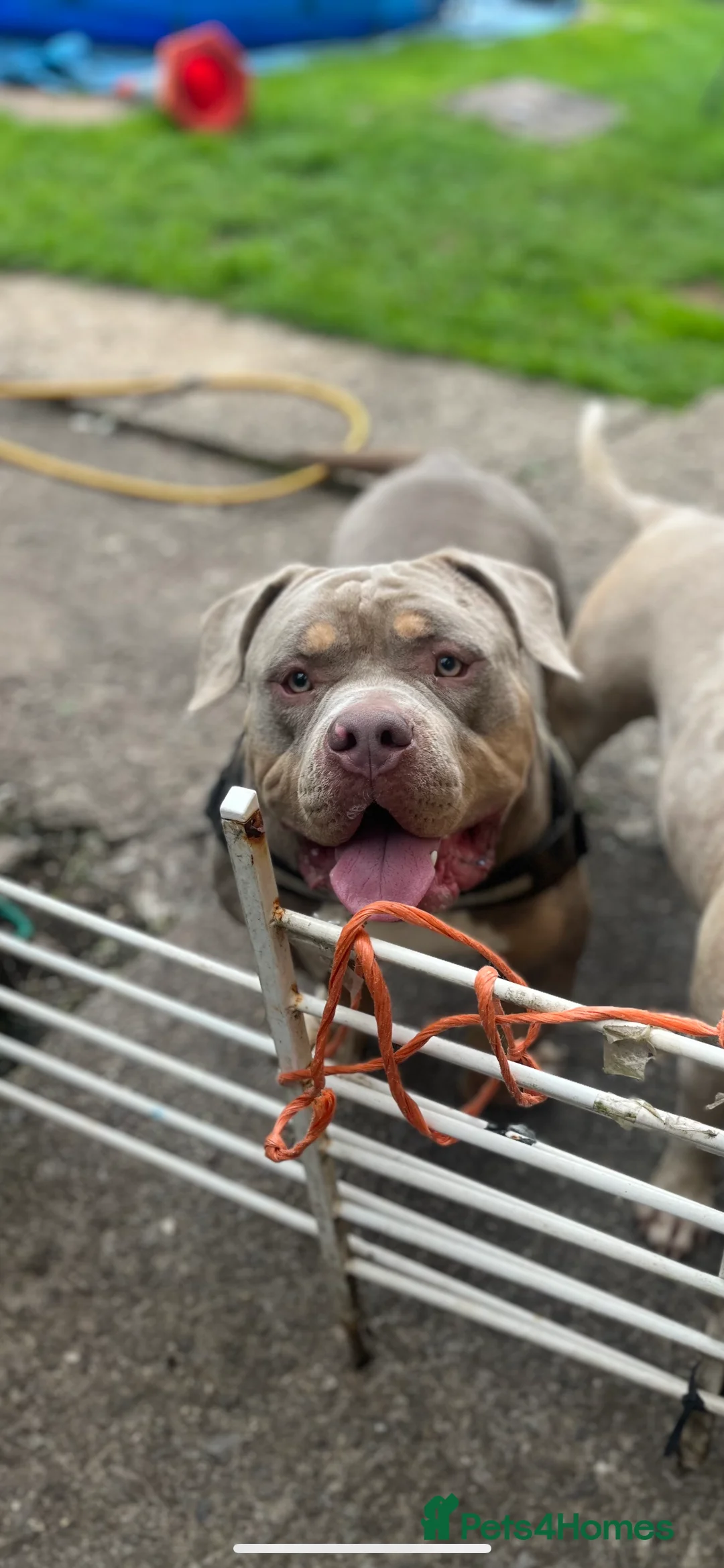 American Bully dogs for sale: Ghost pocket bully look for a new home  in Cardiff - Advert 4