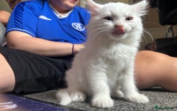 Mixed Breed cats for sale: Male kittens - Image 2