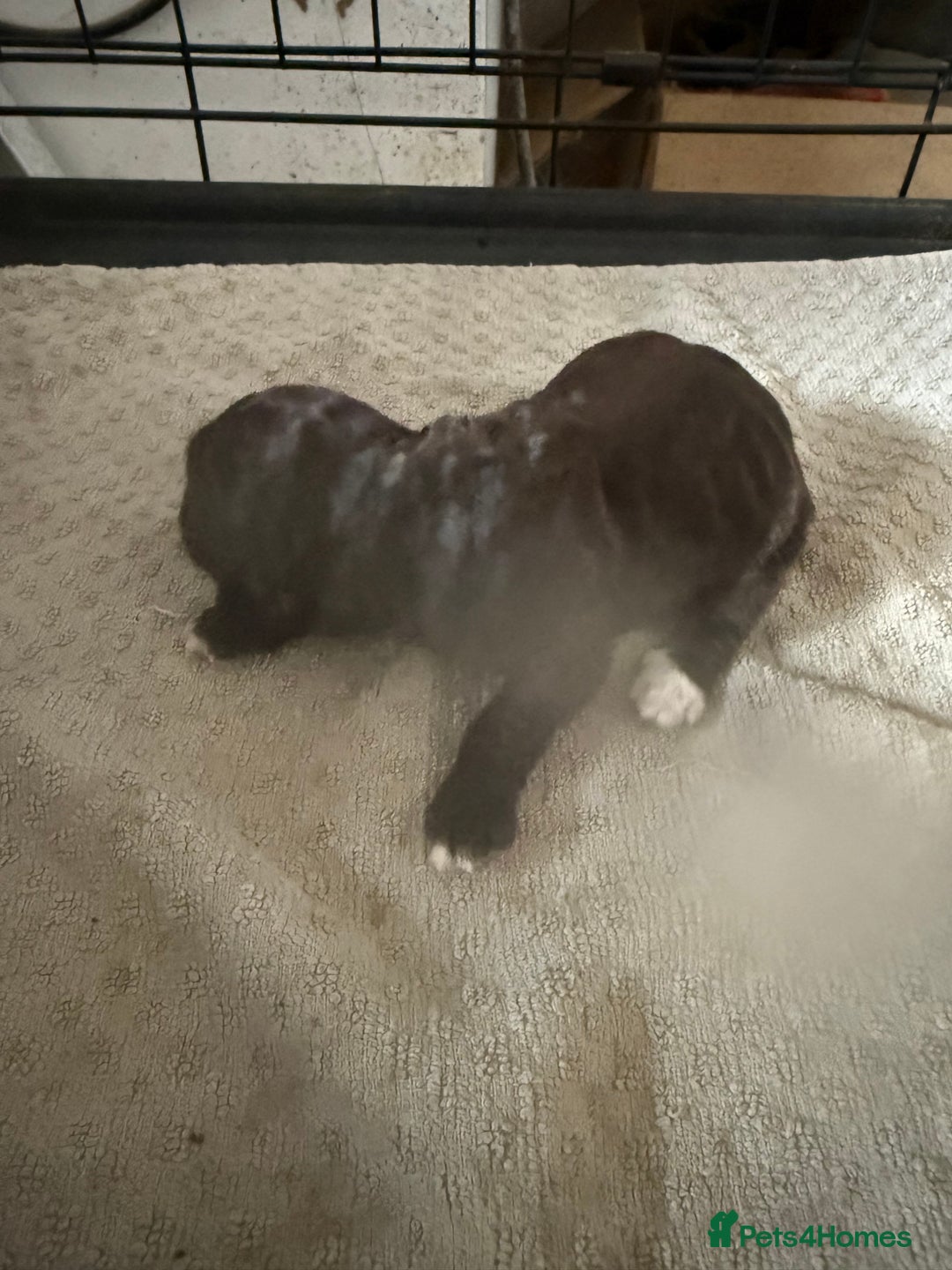 Cockapoo dogs for sale: Miniature cockapoos - Advert 12