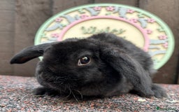 Mini Lop rabbits for sale: Mini Plush Lops - Image 4